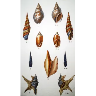 Rostellaria Shells – Prêtre, Antique Hand-Colored Engraving