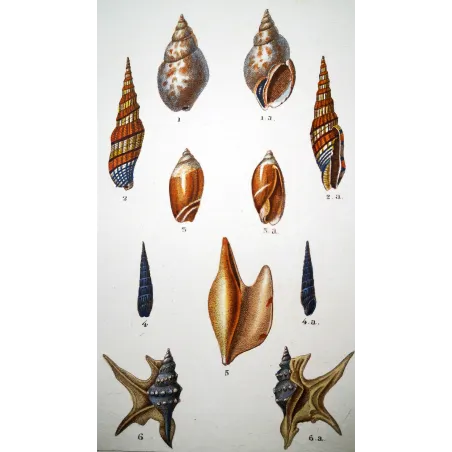 Rostellaria Shells – Prêtre, Antique Hand-Colored Engraving