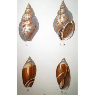 Rostellaria Shells – Prêtre, Antique Hand-Colored Engraving