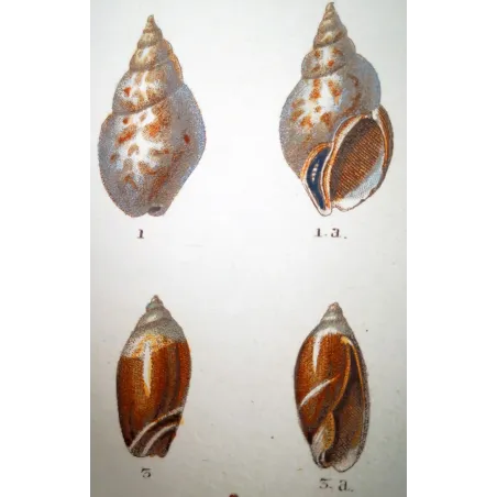 Rostellaria Shells – Prêtre, Antique Hand-Colored Engraving