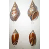 Rostellaria and Mitra Shells (Rostellaria colombaria, Mitra teniata) – Original hand-colored engraving by  Prêtre, Antique Print