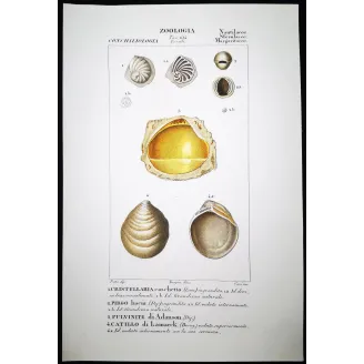 Fossil Shells – Prêtre, Antique Hand-Colored Engraving