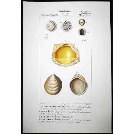Fossil Shells – Prêtre, Antique Hand-Colored Engraving