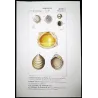 Fossil Shells (Cristellaria, Catillo) – Original hand-colored engraving by Pierre Antoine Prêtre, Antique Print