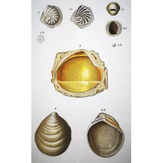 Fossil Shells – Prêtre, Antique Hand-Colored Engraving