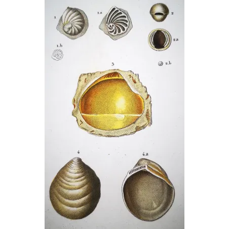 Fossil Shells – Prêtre, Antique Hand-Colored Engraving