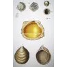 Fossil Shells (Cristellaria, Catillo) – Original hand-colored engraving by Pierre Antoine Prêtre, Antique Print