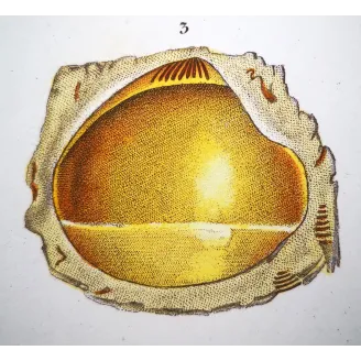 Fossil Shells – Prêtre, Antique Hand-Colored Engraving
