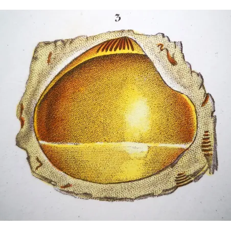 Fossil Shells – Prêtre, Antique Hand-Colored Engraving