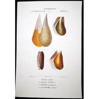 Pinna nobilis – Prêtre, Antique Hand-Colored Engraving