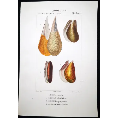 Pinna nobilis – Prêtre, Antique Hand-Colored Engraving