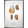 Pinna nobile and Mitilacei Shells (Pinna nobilis, Modiola papuana) – Original hand-colored engraving by Prêtre, Antique Print
