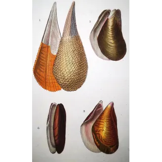 Pinna nobilis – Prêtre, Antique Hand-Colored Engraving