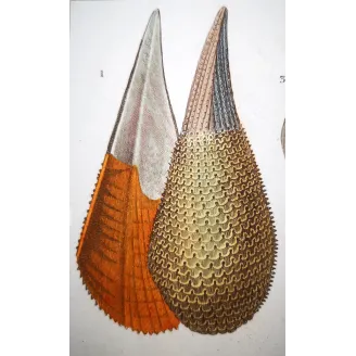 Pinna nobilis – Prêtre, Antique Hand-Colored Engraving