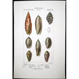 Mitra episcopale – Prêtre, Antique Hand-Colored Engraving
