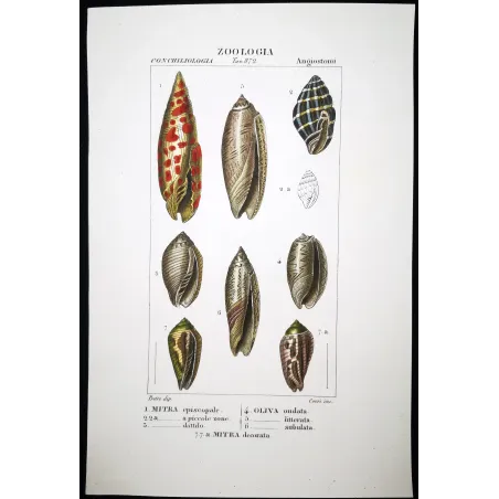 Mitra episcopale – Prêtre, Antique Hand-Colored Engraving