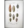Mitra episcopale and Oliva ondulata Shells – Original hand-colored engraving by Prêtre, Antique Print