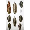 Mitra episcopale and Oliva ondulata Shells – Original hand-colored engraving by Prêtre, Antique Print