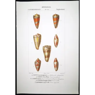 Conus textile – Prêtre, Antique Hand-Colored Engraving