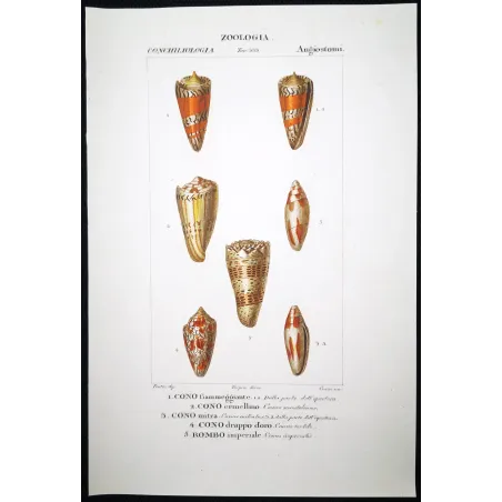 Conus textile – Prêtre, Antique Hand-Colored Engraving
