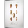 Conus textile and Conus imperialis – Original hand-colored engraving by Prêtre, Antique Print