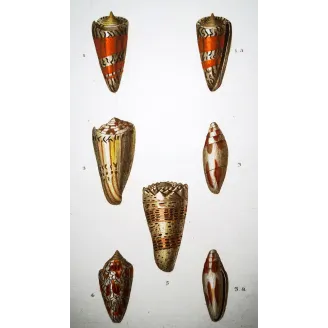 Conus textile – Prêtre, Antique Hand-Colored Engraving
