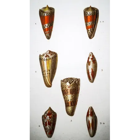 Conus textile – Prêtre, Antique Hand-Colored Engraving