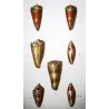 Conus textile and Conus imperialis – Original hand-colored engraving by Prêtre, Antique Print