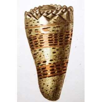 Conus textile – Prêtre, Antique Hand-Colored Engraving