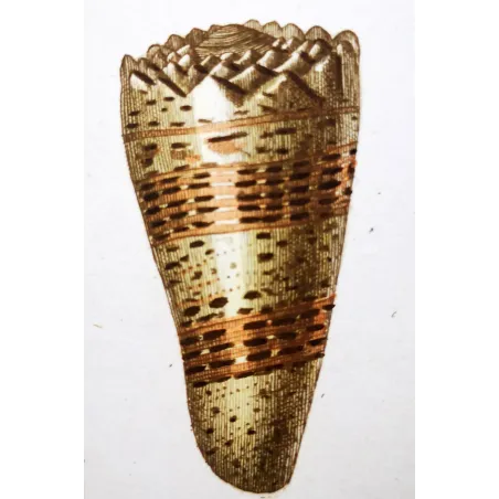 Conus textile – Prêtre, Antique Hand-Colored Engraving