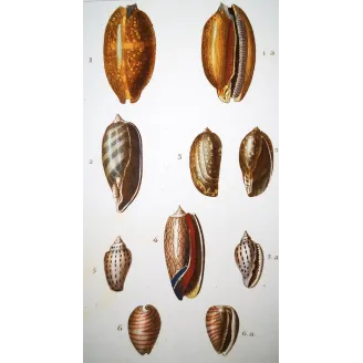Cypraea Shells – Prêtre, Antique Hand-Colored Engraving