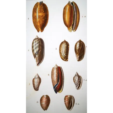 Cypraea Shells – Prêtre, Antique Hand-Colored Engraving