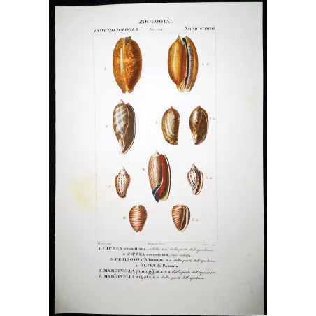 Cypraea Shells – Prêtre, Antique Hand-Colored Engraving