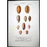 Cypraea Shells (Cypraea “essantema”, Oliva of Panama) – Original hand-colored engraving by Prêtre, Antique Print