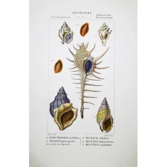 Antique Marine Engraving – Pierre Antoine Prêtre – Eburna, Mitra, Ancillaria, Terebra, Rostellaria Original hand-colored engravi