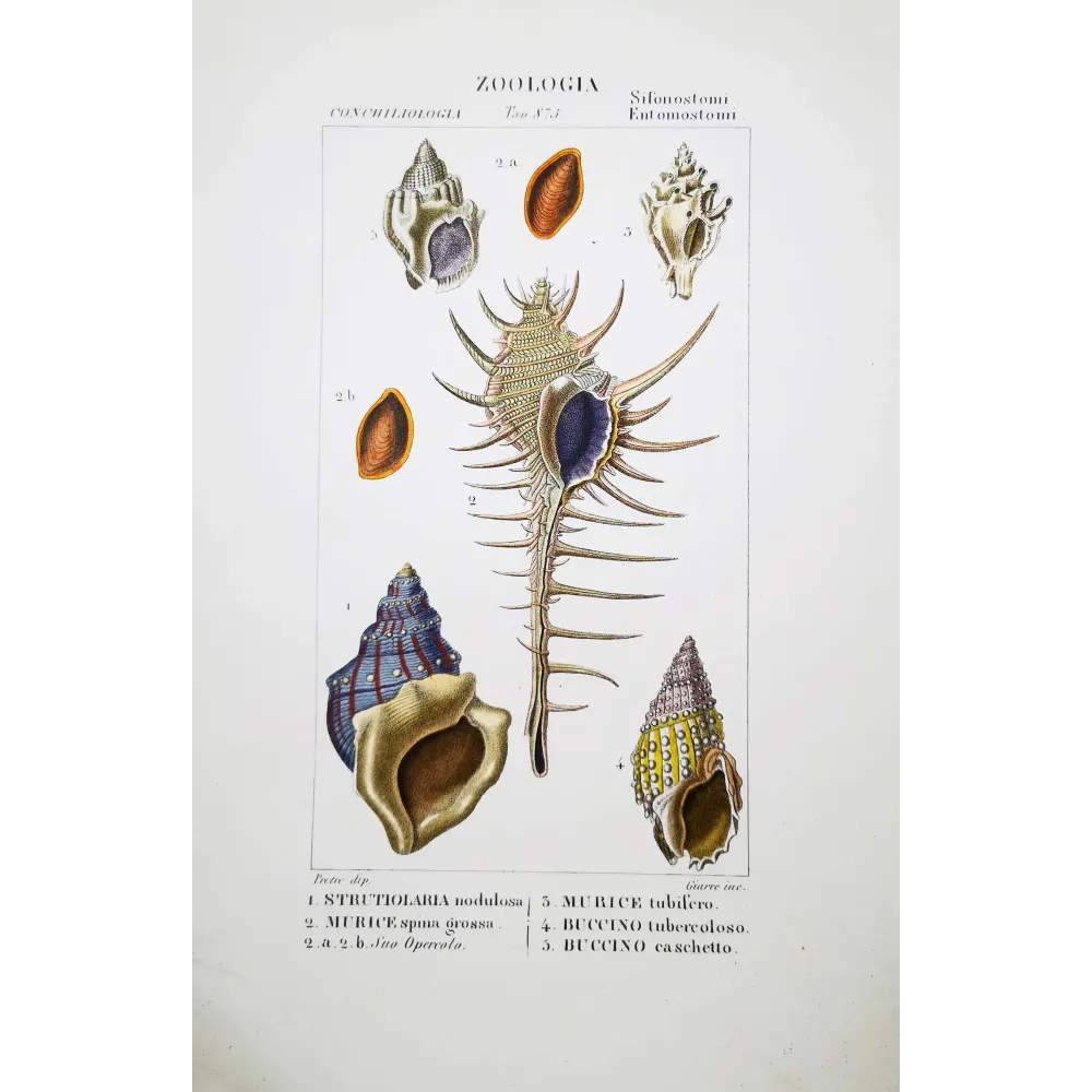 Murice, Buccino and Struthiolaria – Antique shell engraving by Pierre Antoine Prêtre