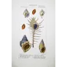Eburna, Mitra, Ancillaria, Terebra, Rostellaria Original hand-colored engraving by Prêtre (c.1835)