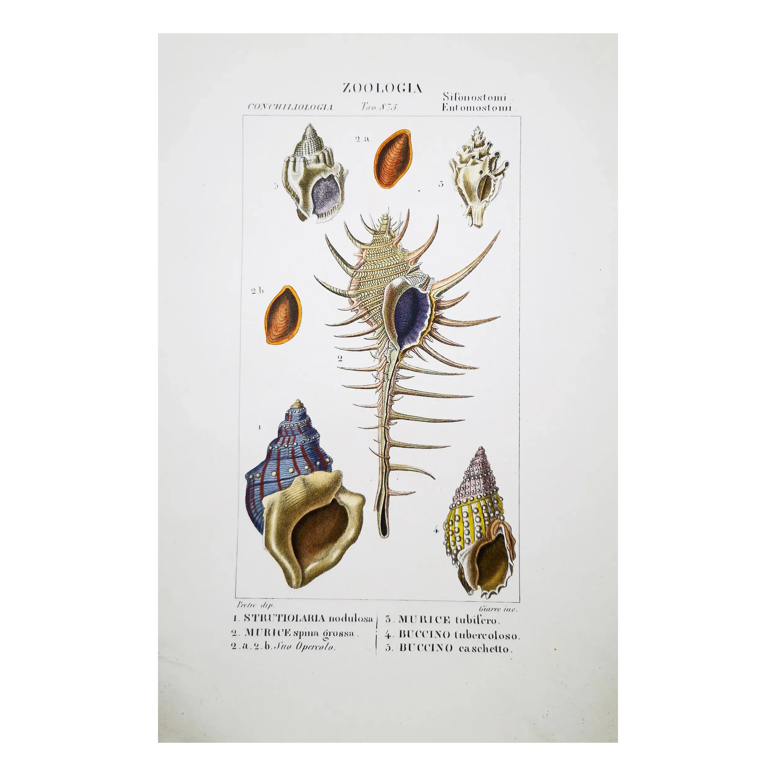 Antique Marine Engraving – Pierre Antoine Prêtre – Eburna, Mitra, Ancillaria, Terebra, Rostellaria Original hand-colored engravi