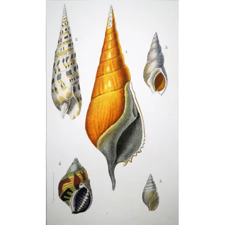 Antique Marine Engraving – Pierre Antoine Prêtre – Rostrellaria, Terebra Original hand-colored engraving