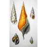 Rostrellaria, Terebra Shells  Original hand-colored engraving by Prêtre (c.1835)