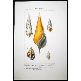 Antique Marine Engraving – Pierre Antoine Prêtre – Rostrellaria, Terebra Original hand-colored engraving