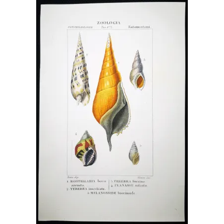 Antique Marine Engraving – Pierre Antoine Prêtre – Rostrellaria, Terebra Original hand-colored engraving