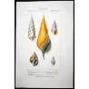 Rostrellaria, Terebra Shells  Original hand-colored engraving by Prêtre (c.1835)