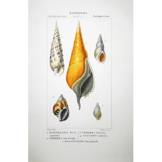 Antique Marine Engraving – Pierre Antoine Prêtre – Rostrellaria, Terebra Original hand-colored engraving