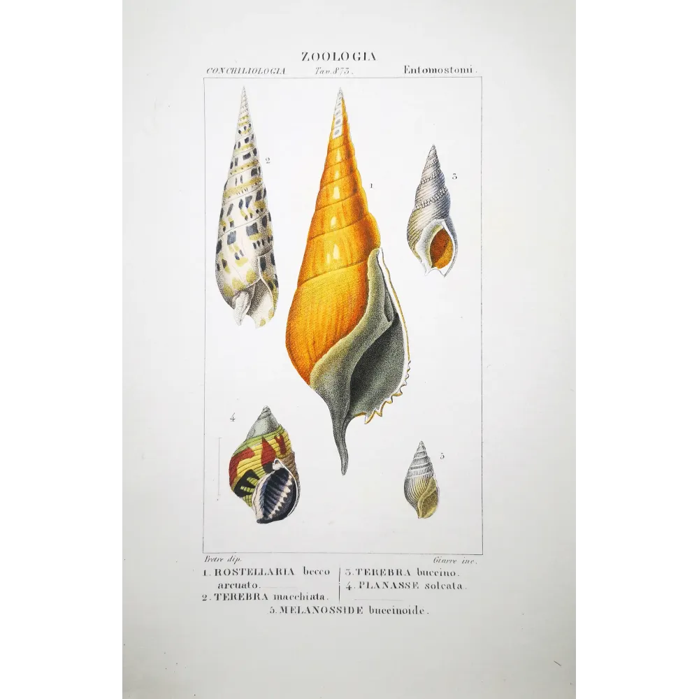Antique Marine Engraving – Pierre Antoine Prêtre – Rostrellaria, Terebra Original hand-colored engraving