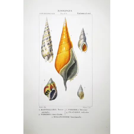 Antique Marine Engraving – Pierre Antoine Prêtre – Rostrellaria, Terebra Original hand-colored engraving
