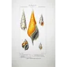Rostrellaria, Terebra Shells  Original hand-colored engraving by Prêtre (c.1835)