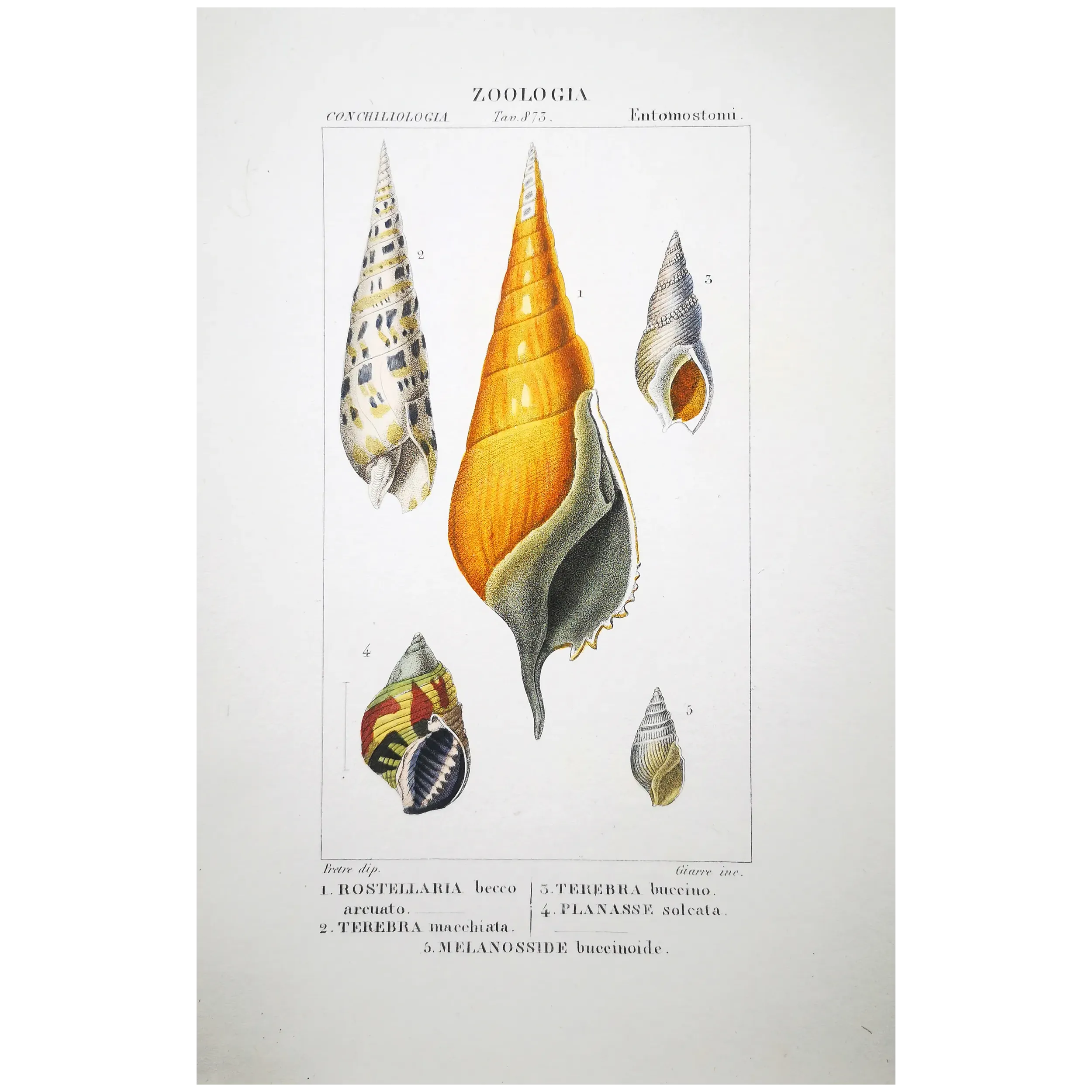 Antique Marine Engraving – Pierre Antoine Prêtre – Rostrellaria, Terebra Original hand-colored engraving