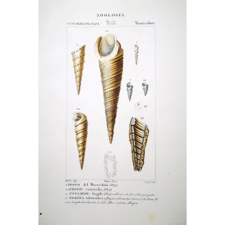 Turreted Shells – Prêtre, Antique Hand-Colored Engraving