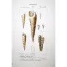 Fossil Turreted Shells (Proto turritella, Nerina tubercolosa) – Original hand-colored engraving by P.A. Prêtre, Antique Print